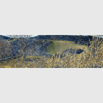 Steve's Field
