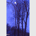 Winter's Moon